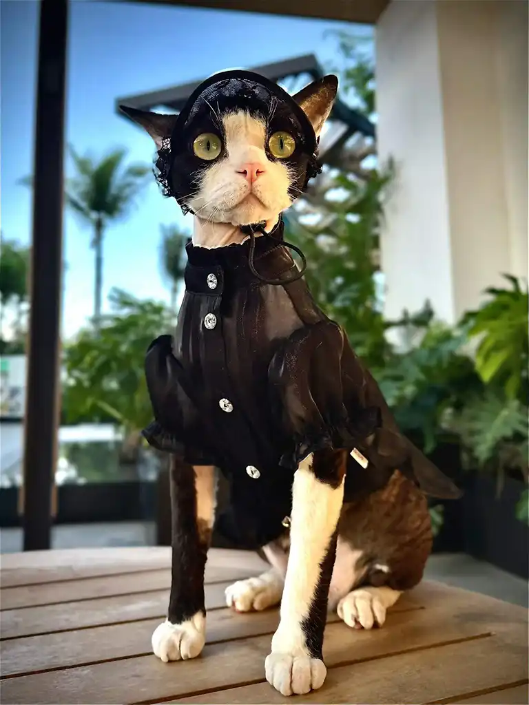 Black sheer gothic dress with lace hat on a cat — gothic cat clothes