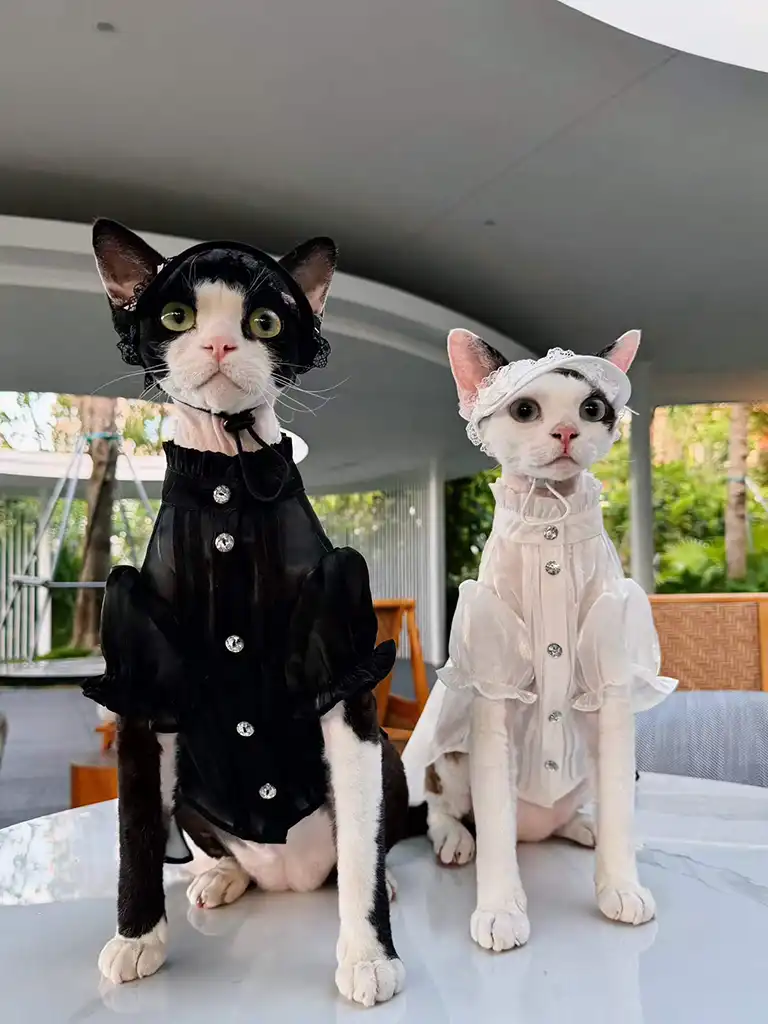 Two cats wearing Youna's original designer cat clothes — gothic and Victorian looks