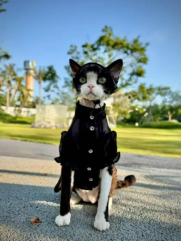 Cat in gothic outfit outdoors for a moody photo — styling designer cat clothes