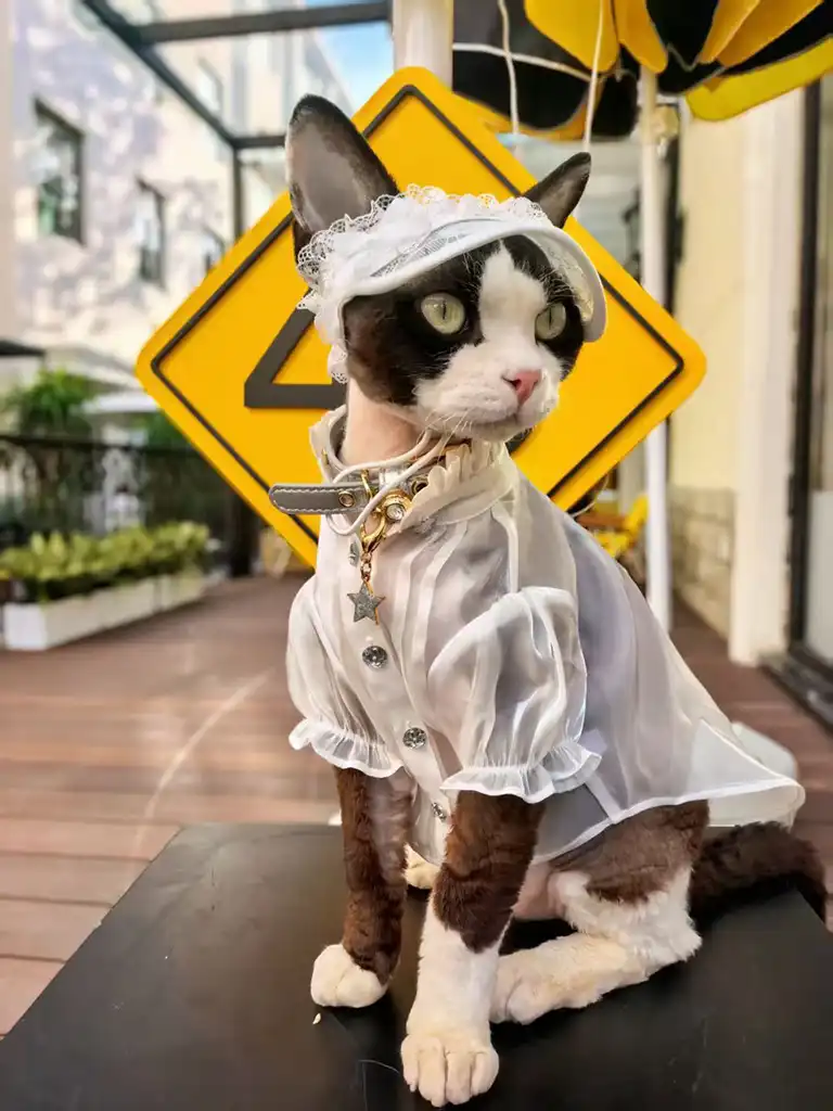 Cat in white Victorian gown with lace trim — original designer cat clothes