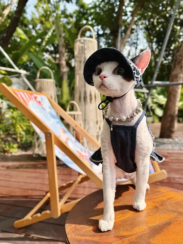 Cat in a denim set with sunhat — cat outfit ideas